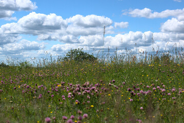 Champs fleuris en Haute-Saône - randonnée Les 1000 étangs - Bourgogne Franche-comté - France  