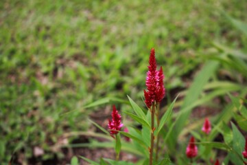 Cock's Comb Flowers, Celosia Plant