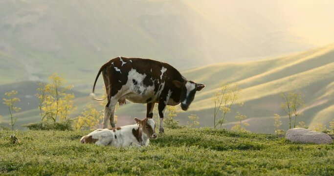 Milk cow and calf graze in meadow against hilly landscape in mountainous area. Dairy cow eats grass in meadow and calf lies nearby resting. Beautiful and touching shoot of cow and her cub in pasture