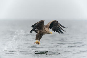 white tailed eagle (Haliaeetus albicilla) taking a fish out of the water of the oder delta in Poland, europe. Polish Eagle. National Bird Poland.                                       