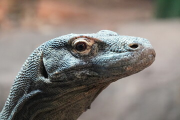 Komodo dragon