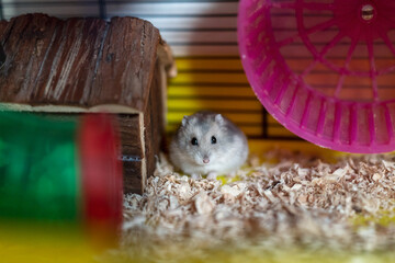 hamster in a cage