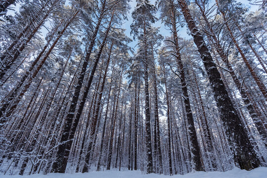winter forest in the snow covered pines 