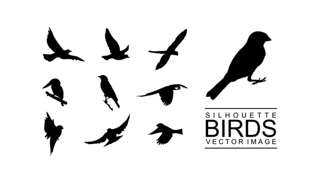 silhouette birds set vector stock