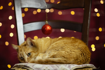cat resting on a chair with christmas decorations