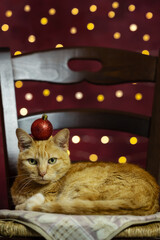 funny cat on a chair with christmas decorations