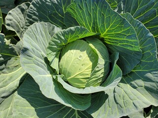 Obraz premium Cabbage vegetable food Nature Plants