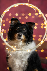 portrait of a dog with christmas decoration