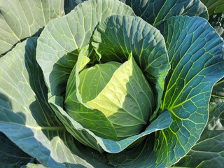 Obraz premium Cabbage vegetable food Nature Plants