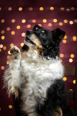 black and white dog gives a paw with christmas lights on background