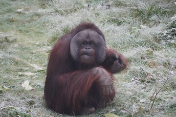 Bornean orangutan