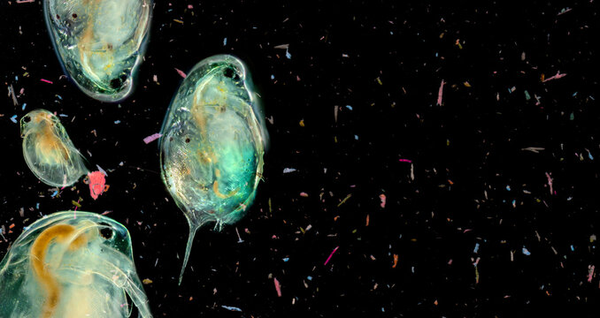 plankton in water contaminated with micro plastic - global change - pollution