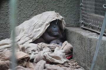 Bornean orangutan © Colin