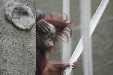 Bornean orangutan © Colin