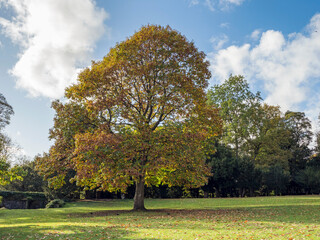 Horse chestnut tree with autumn foliage in a park