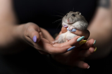 hamster in hands