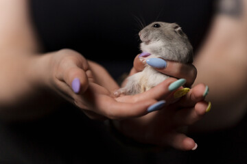 funny fat hamster in hands