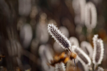 Soft backlit hairy grass at sunset