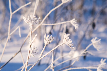 Frosted, snow-covered plants on a beautiful winter day. Frost, cold winter.