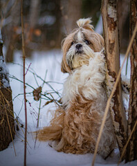 shih tzu dog near a tree in the snow in winter