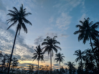 Obraz premium palm trees at sunset. beauty scenery at tropical island