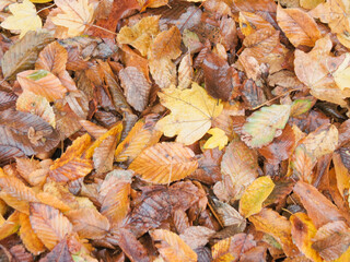 autumn leaves background