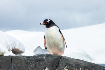 Gentoo penguin (genus Pygoscelis) in Antarctica, standing on rock and looking sideways. Snow on...