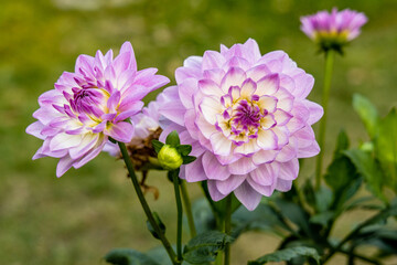 Beautiful pink dahlia in garden. A picture of the beautiful pink dahlia.