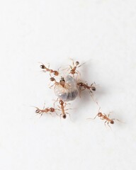 Fototapeta na wymiar ants trying to pull a heavy food