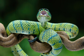 snake on a tree