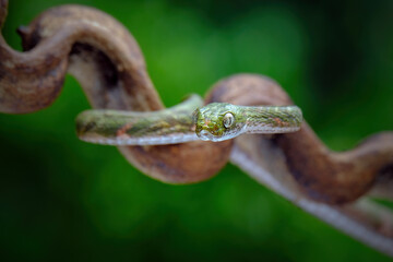 close up of a snake
