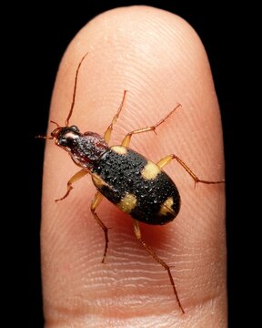 Beautiful Yellow Spotted Ground Beetle On Finger