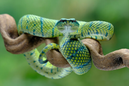 close up of a green snake