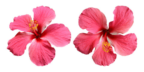 Pink hibiscus flowers isolated on transparent background