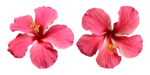 Pink hibiscus flowers isolated on transparent background