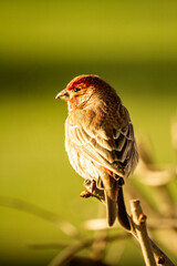 House finch closeup while perched on branches