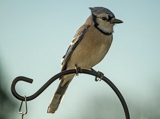 Blue Jay bird perched o decorative pole