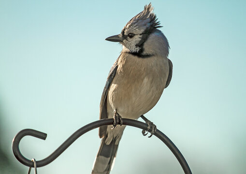 Blue Jay bird perched o decorative pole