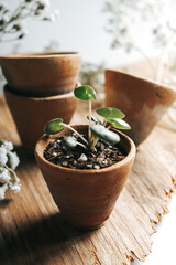 Tiny Friendship Plant in Tiny Planter