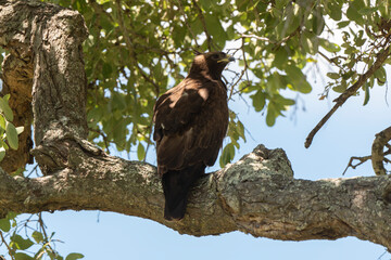 Aigle de Wahlberg, .Hieraaetus wahlbergi, Wahlberg's Eagle