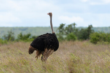 Autruche d'Afrique, male,.Struthio camelus, Common Ostrich, D&eacute;sert du Kalahari, Afrique du Sud