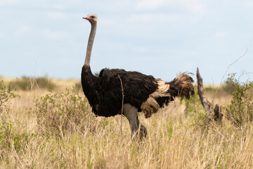 Autruche d'Afrique, male,.Struthio camelus, Common Ostrich, Désert du Kalahari, Afrique du Sud