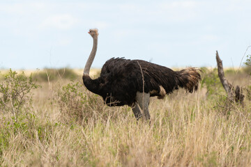 Autruche d'Afrique, male,.Struthio camelus, Common Ostrich, Désert du Kalahari, Afrique du Sud