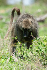 Babouin chacma, Papio ursinus , chacma baboon, Parc national Kruger, Afrique du Sud