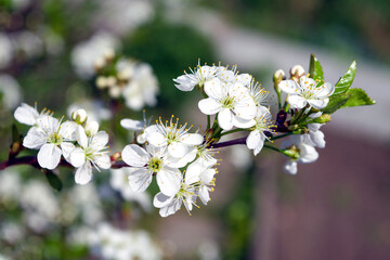 Cherry blossoms. Dense flower buds and the first blossoms of a cherry tree on a blurred background. Blossoming cherry twig on a blurred background.