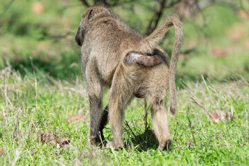 Babouin chacma, Papio ursinus , chacma baboon, Parc national Kruger, Afrique du Sud
