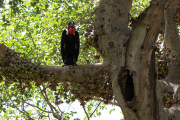 Bucorve du Sud, Grand calao terrestre, Nid, Bucorvus leadbeateri, Southern Ground Hornbill