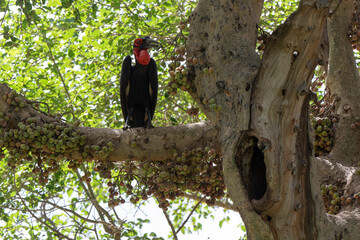 Bucorve du Sud, Grand calao terrestre, Nid, Bucorvus leadbeateri, Southern Ground Hornbill