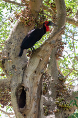Bucorve du Sud, Grand calao terrestre, Nid, Bucorvus leadbeateri, Southern Ground Hornbill