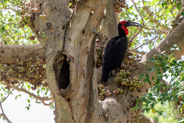 Bucorve du Sud, Grand calao terrestre, Nid, Bucorvus leadbeateri, Southern Ground Hornbill